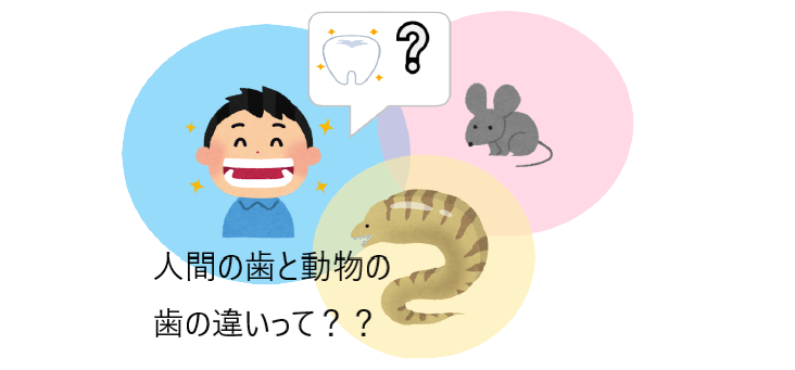動物の歯と人間の歯を比べてみる 中町歯科医院 横浜三ツ沢町のアットホームな歯科医院